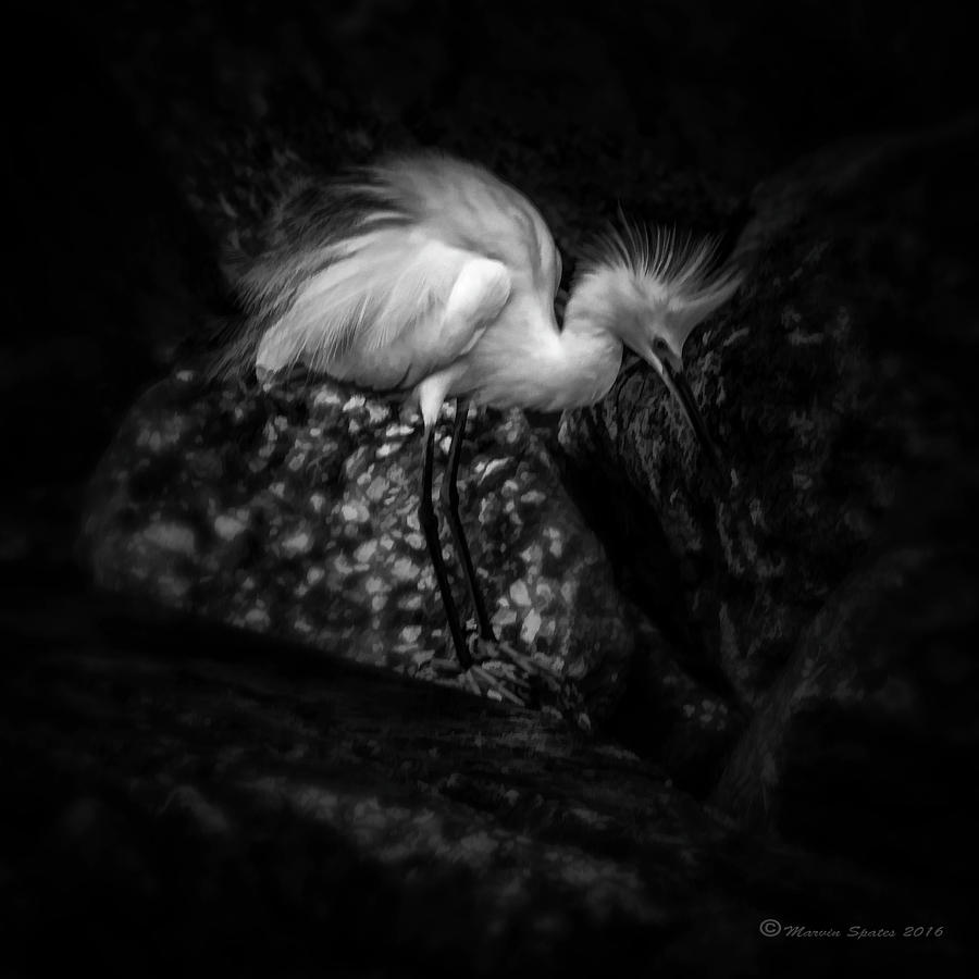 Bird Photograph - Tread Lightly by Marvin Spates