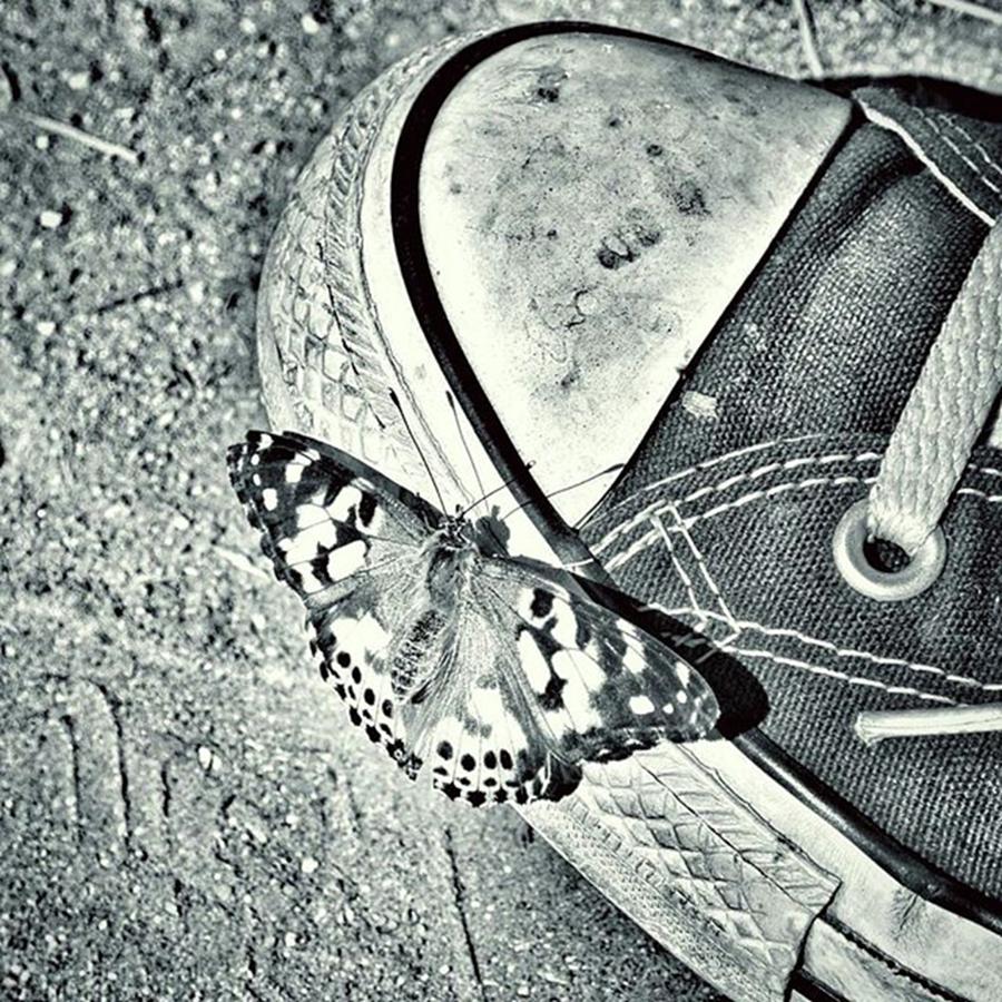 Butterfly Photograph - Tread Lightly  #2 by Leah McPhail