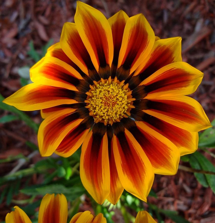 Treasure Flower Photograph by Sarah Malley Fine Art America