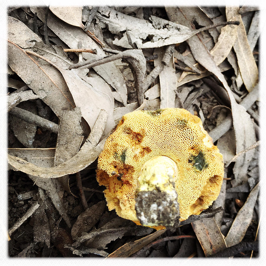 Mushroom Photograph - Treasure Hunt by Kelly King