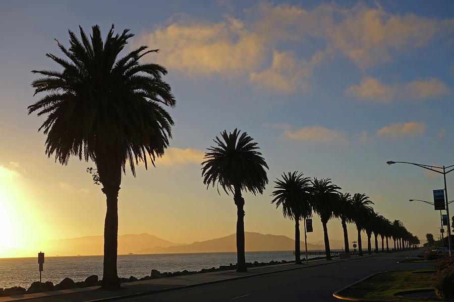Treasure Island Sunset Palm Trees San Francisco CA Photograph by Toby McGuire