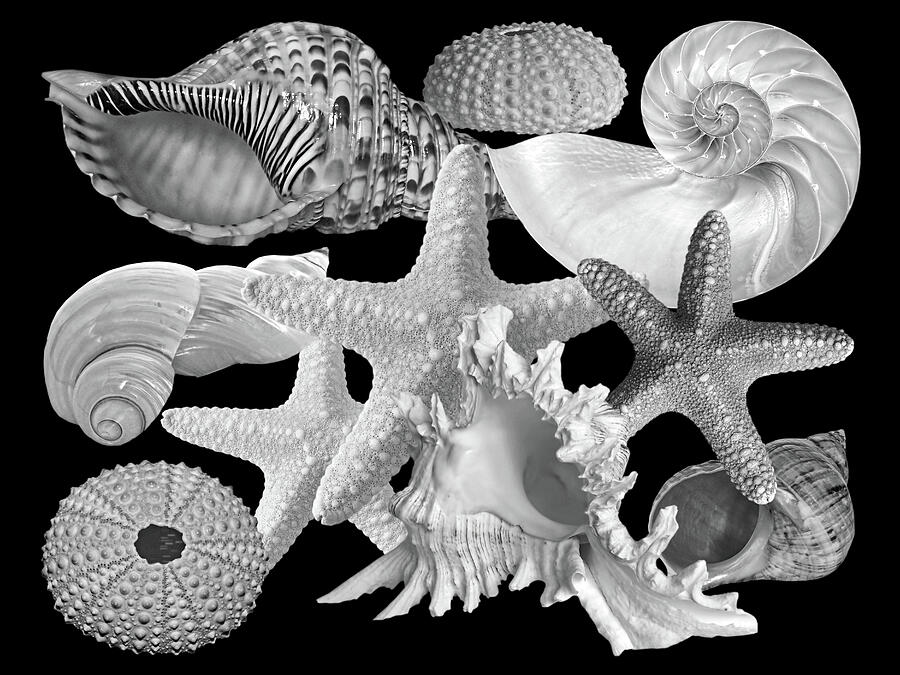 Treasures of the Deep In Black and White Photograph by Gill Billington