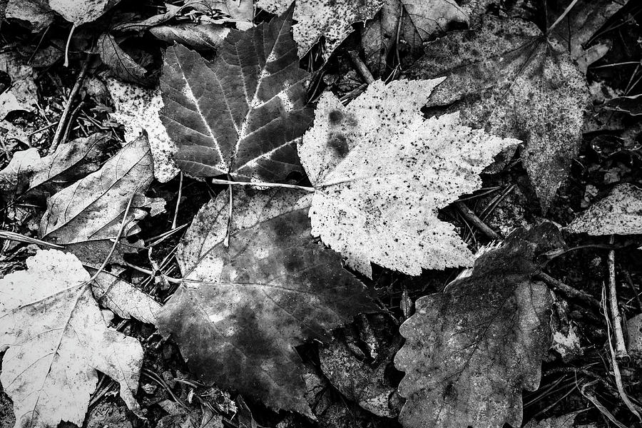 Treasures on the Forest Floor Black and White Photograph by Debra and Dave Vanderlaan