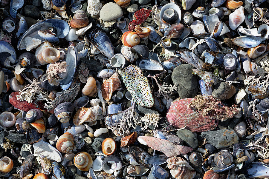 Treasures on the Secret Beach Photograph by Kathleen Bishop
