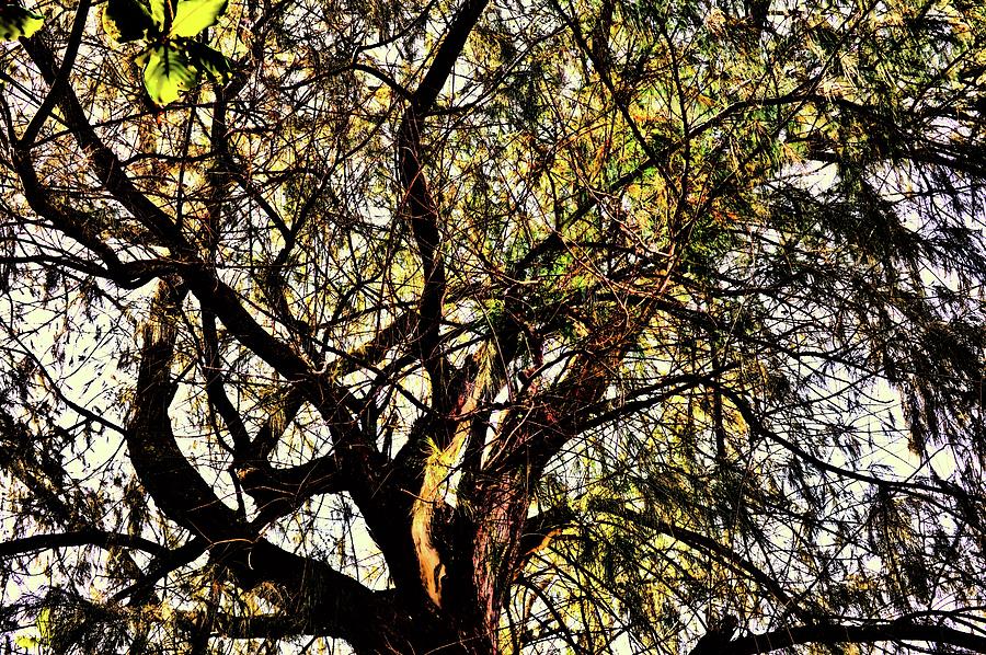 Tree 15 Version 2 Photograph by Kristalin Davis