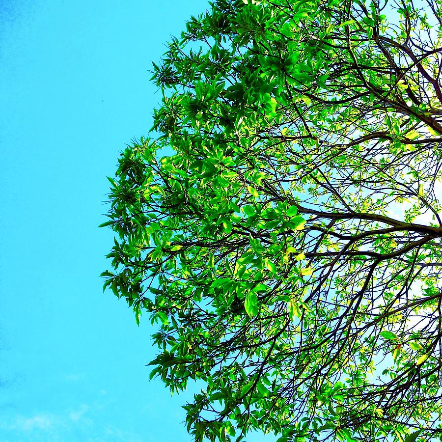 Tree #3 Photograph by Julie Gebhardt Tree #3 Photograph by Julie Gebhardt