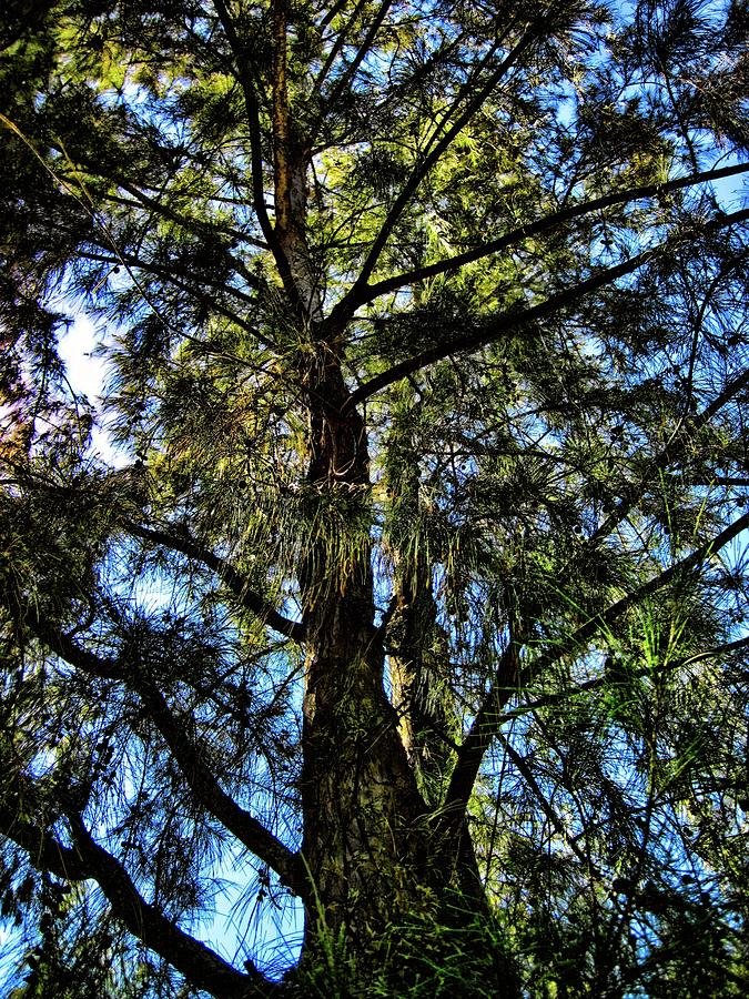Tree 51 by Kristalin Davis Photograph by Kristalin Davis