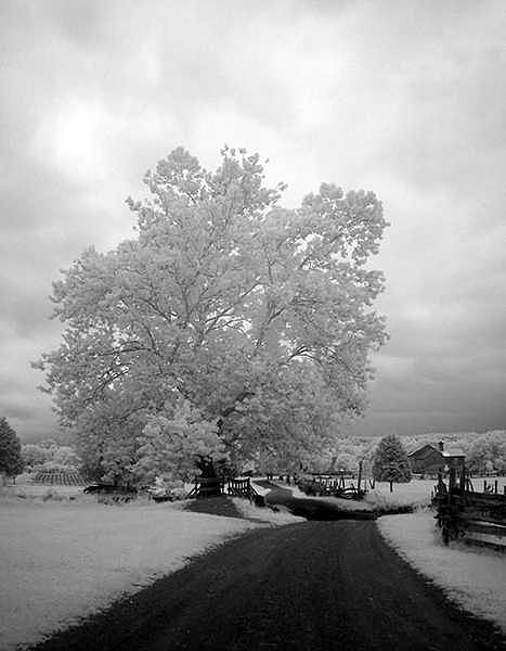 Rural Photograph - Tree 5709 by Christine Twomey Rural Photograph - Tree 5709 by Christine Twomey