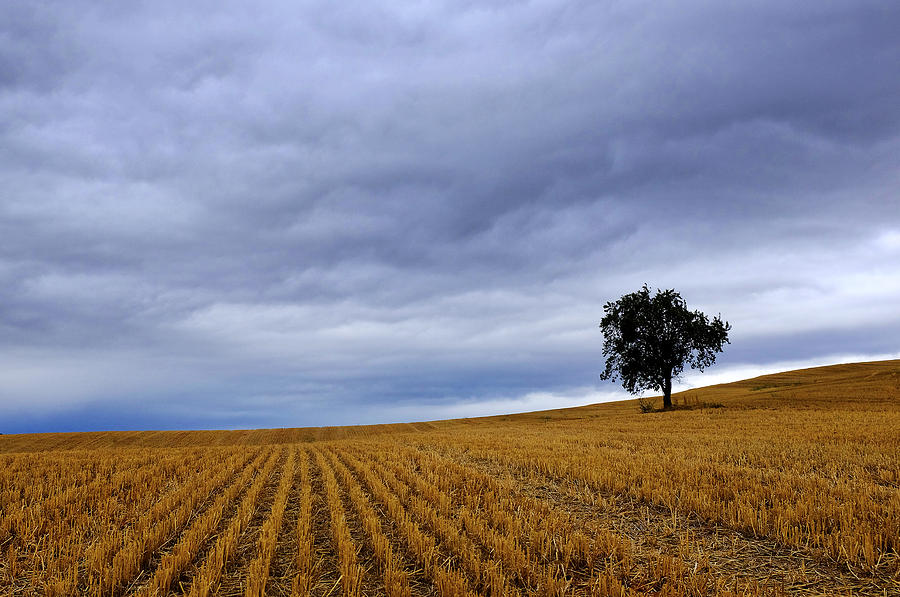 Tree in a wheat field Photograph by Fabrizio Troiani