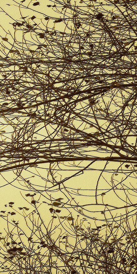 Tree Abstract In Yellow No 1 Photograph by Ben and Raisa Gertsberg