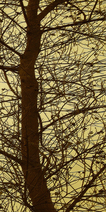 Tree Abstract In Yellow No 3 Photograph