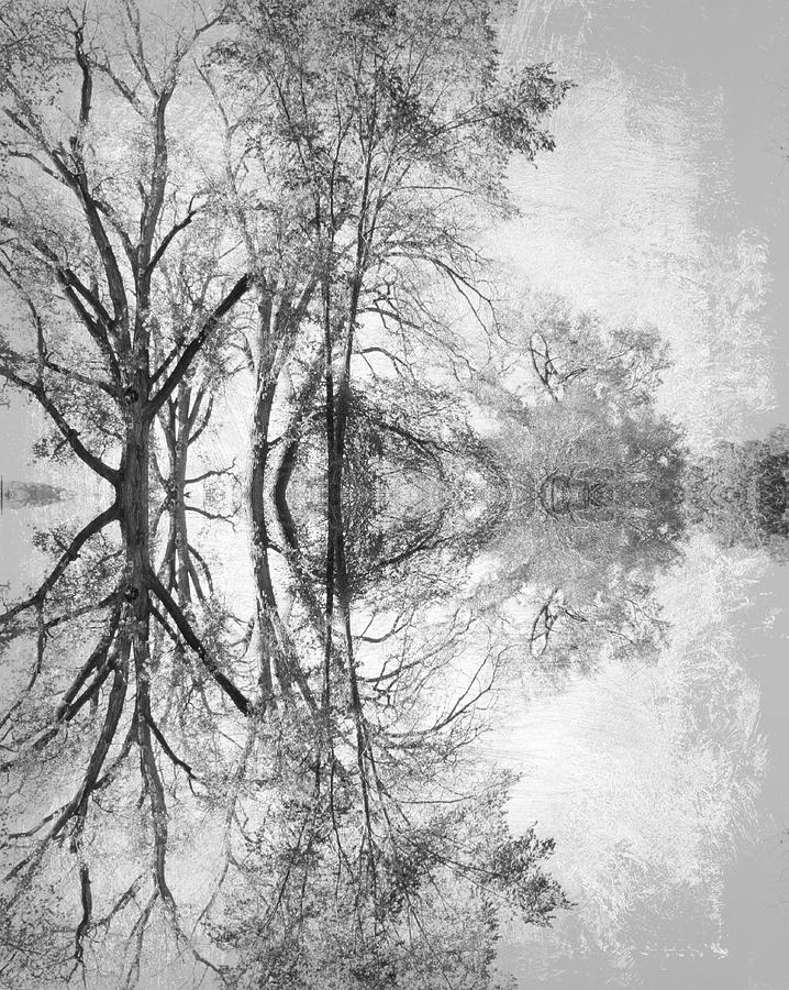 Tree Abstract Photograph by Inspired Arts