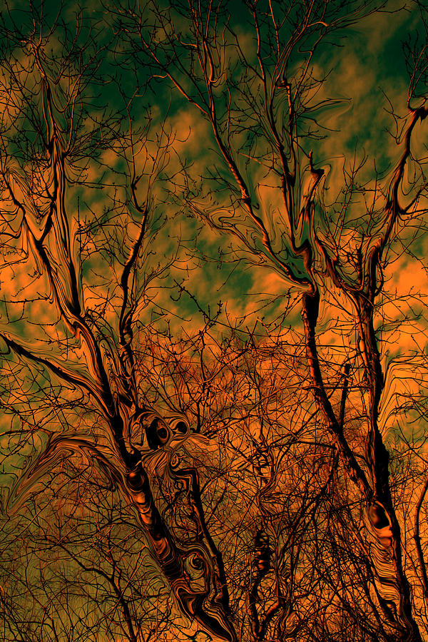 Tree abstract Photograph by Linda Sannuti