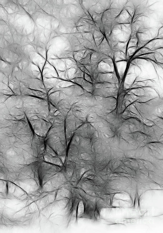 Tree Abstract Digital Art by Mellissa Ray