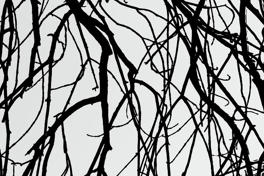 Tree Abstract WB Photograph by Mary Bedy