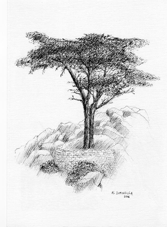 Tree at Pebble Beach Drawing by Al Intindola