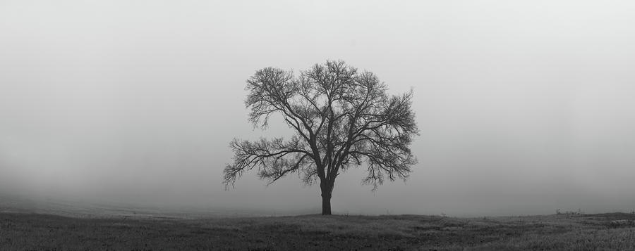 Tree Alone In The Fog Photograph by Todd Aaron