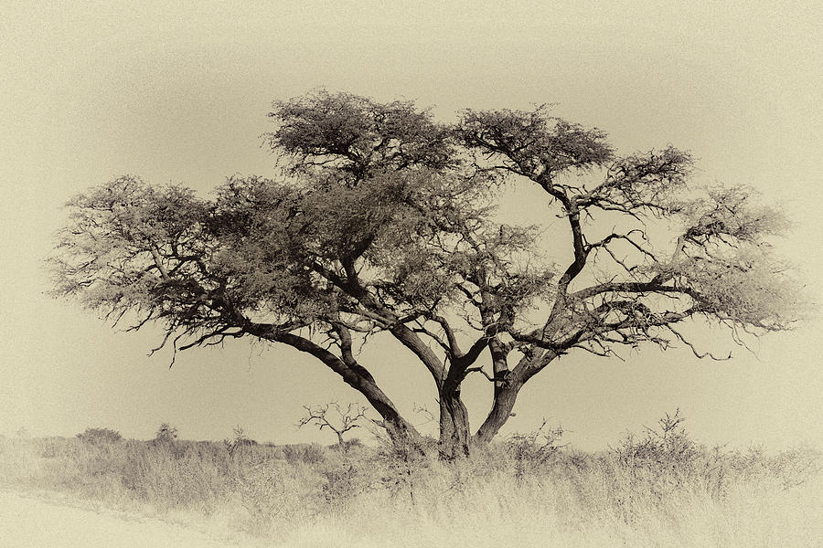 Tree Alone Photograph by Roni Chastain