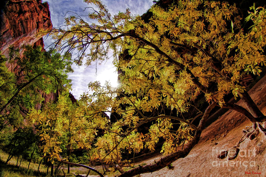 Tree Along Zion Riverside Walk Photograph by Blake Richards