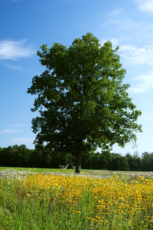 Tree Photograph
