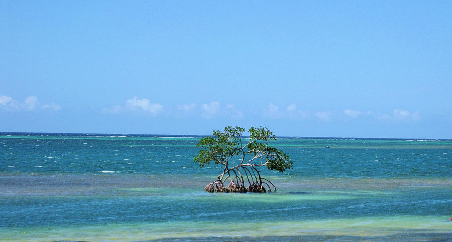 Tree in the Azure Sea Photograph by Doris Aguirre