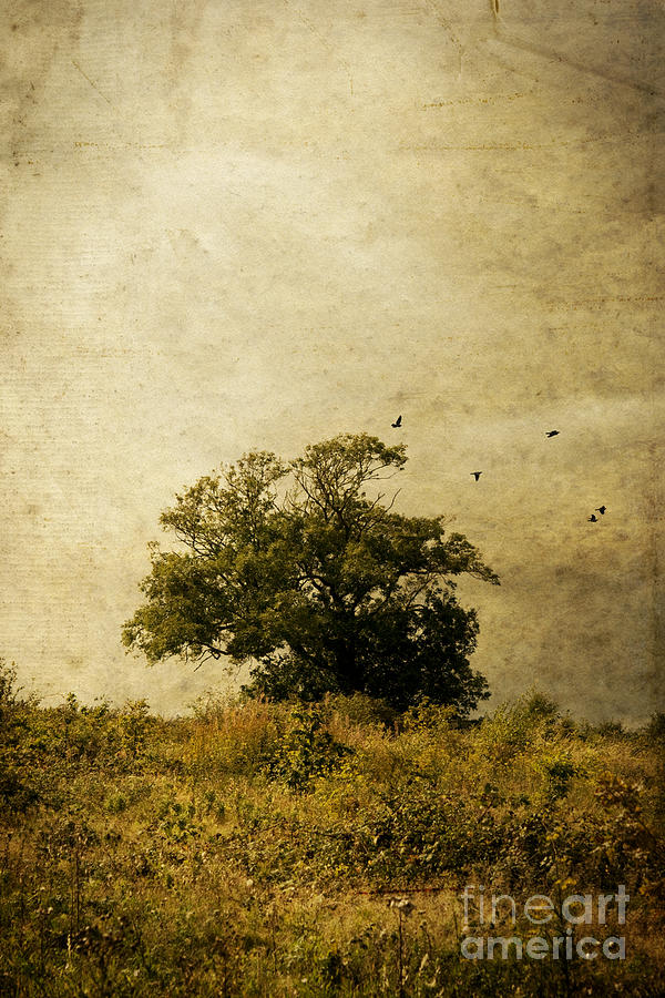 Tree and birds Photograph by Clayton Bastiani