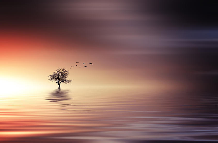 Tree and birds on lake sunset Photograph by Bess Hamiti