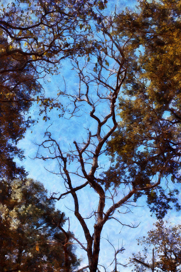 Tree and blue sky Photograph by Ashish Agarwal