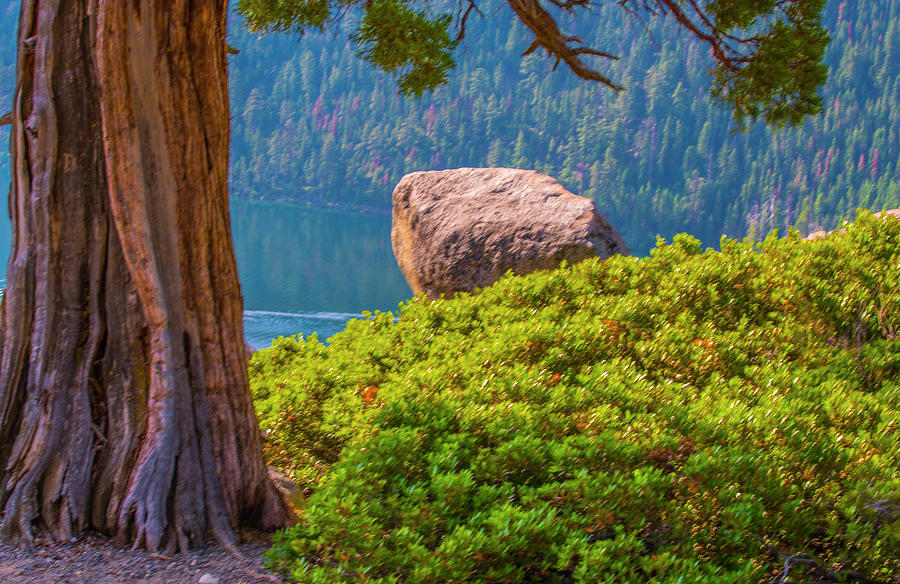 Tree And Boulder  Photograph by Steven Ainsworth
