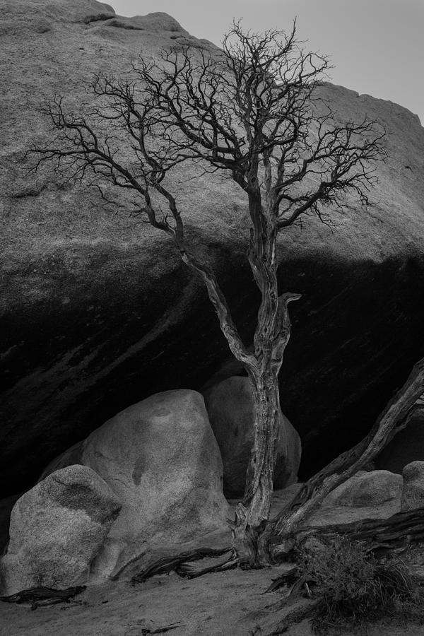 Black And White Photograph - Tree and Boulders by Rick Strobaugh