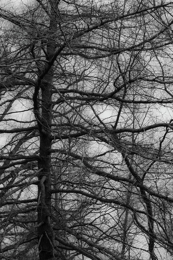 Tree and Branches Photograph by Michael Hills
