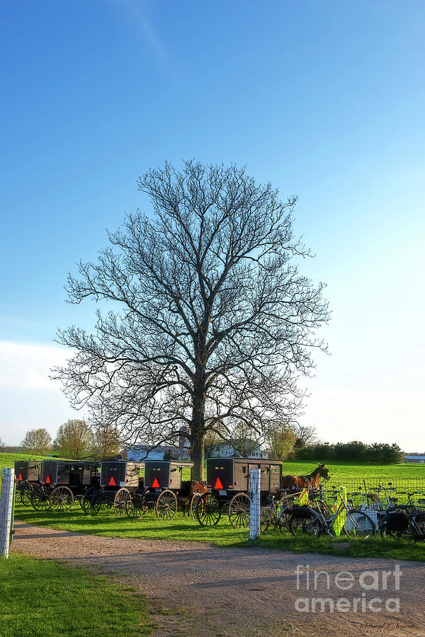 Tree and Buggies Photograph by David Arment
