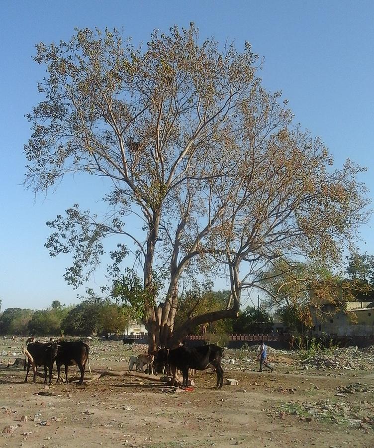 Tree and cattle Photograph by Parveen Shrivastava | Fine Art America