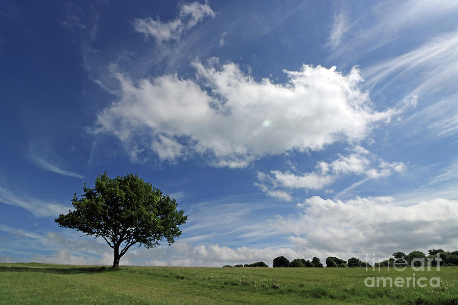 Tree and Clouds Epsom Downs Surrey UK Photograph by Julia Gavin