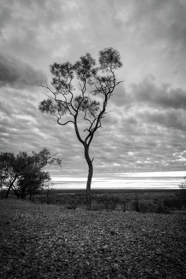 Tree and Clouds in black and white Photograph by Catherine Reading