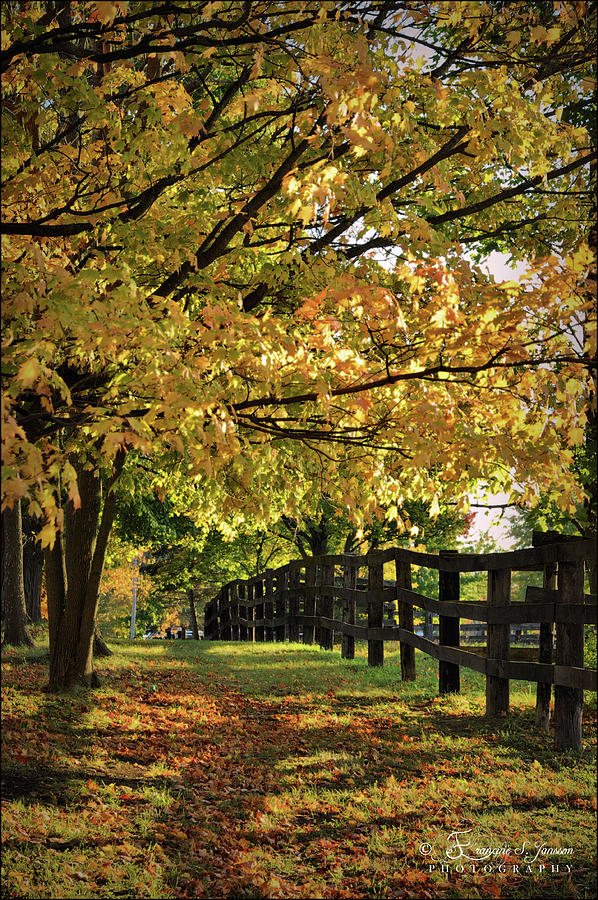 Tree and Fences Photograph by Francine Savoie-Jansson - Fine Art America