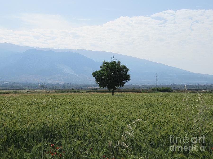 Tree and field near Padul Photograph by Chani Demuijlder