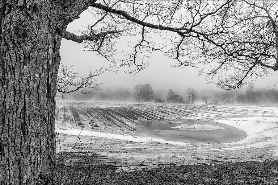 Tree And Fog Photograph by Tom Singleton