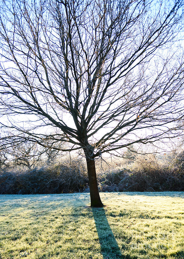 Tree and frost Photograph by Colin Rayner