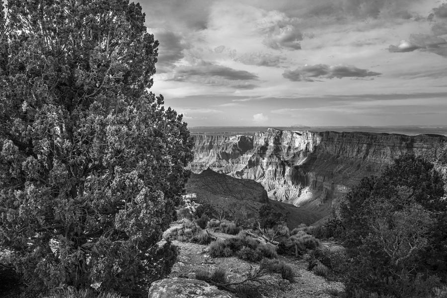 Tree and Grand Canyon Black and White  Photograph by John McGraw