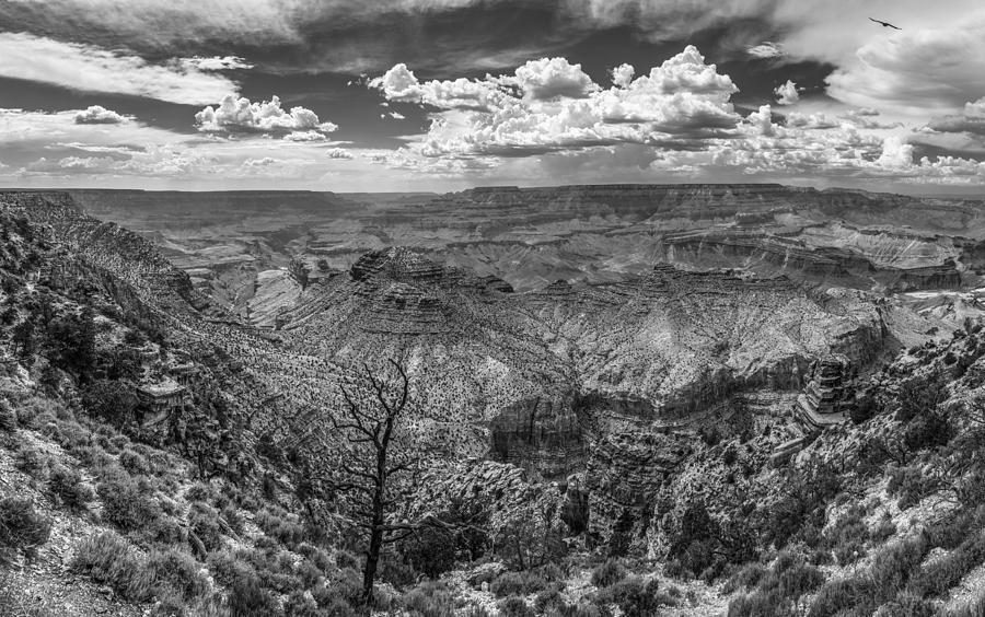 Tree and Grand Canyon  Photograph by John McGraw