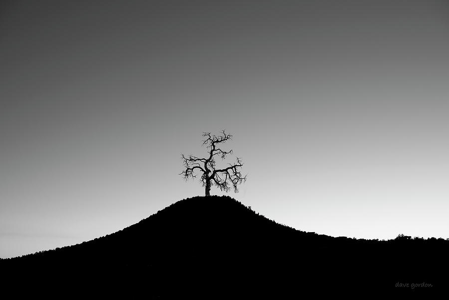 Tree and Hill BW Photograph by David Gordon