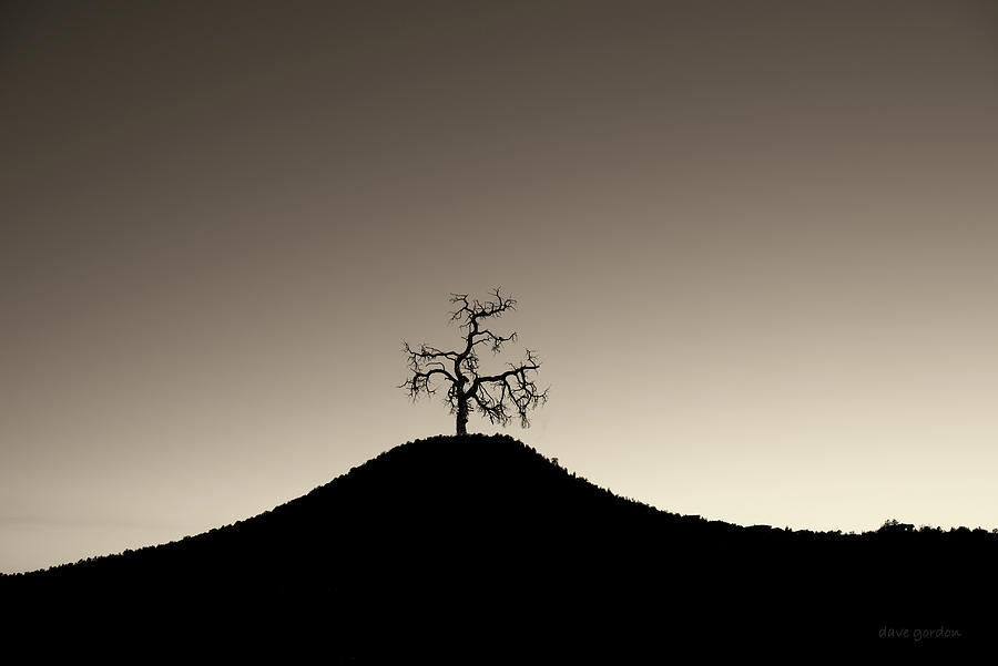 Tree and Hill  Montage Toned Photograph by David Gordon
