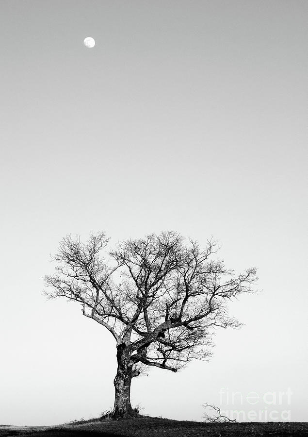 Tree and Moon Photograph by David Waldrop