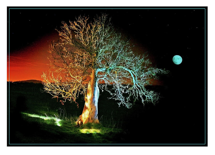 Tree and Moon Photograph by Mal Bray