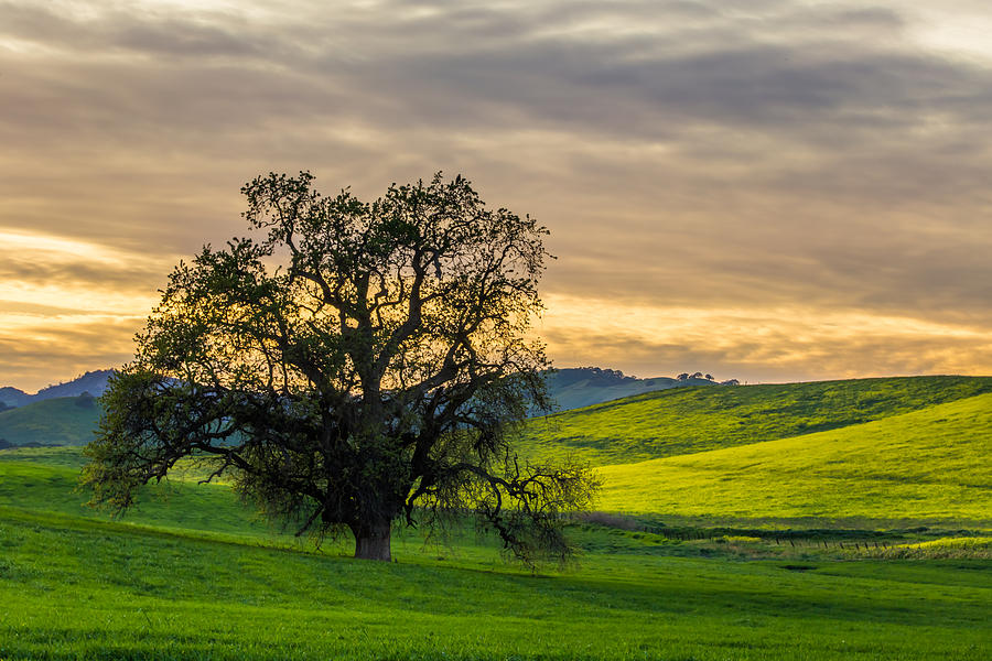 Tree and Mustard at Sunset Photograph by Marc Crumpler