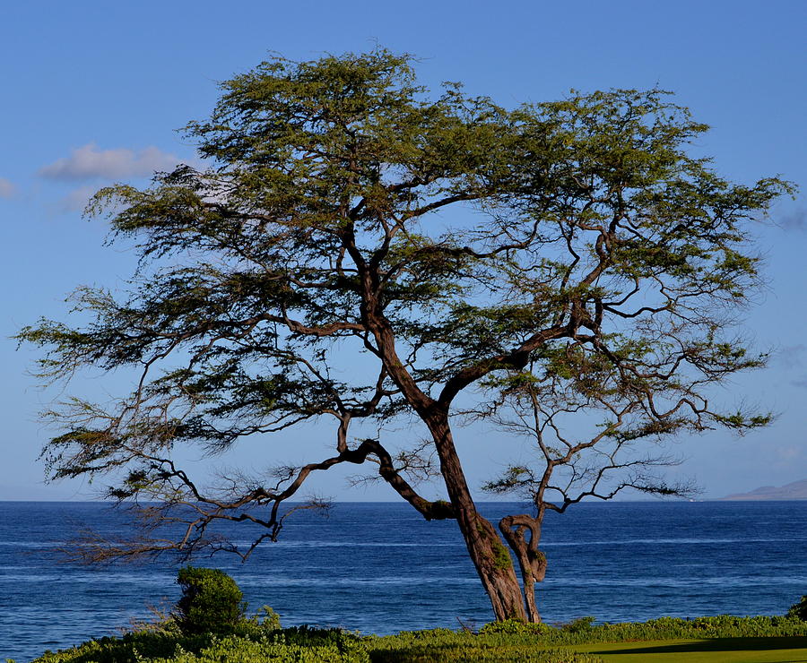 Tree and Ocean Photograph by Dean Ferreira