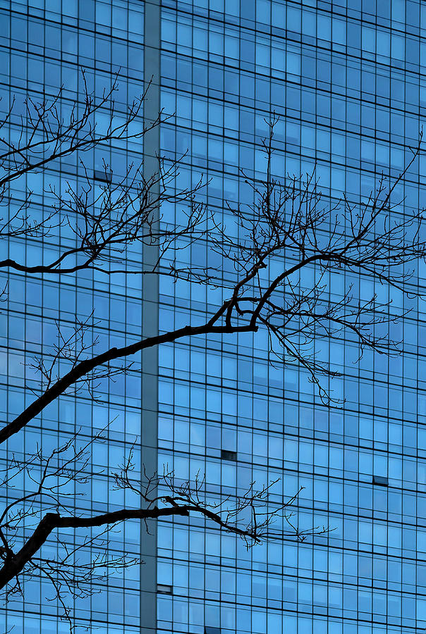 Tree and Office Building Photograph by Robert Ullmann