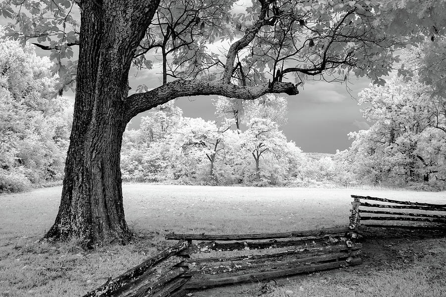 Tree and Split Rail Fence Photograph by James Barber