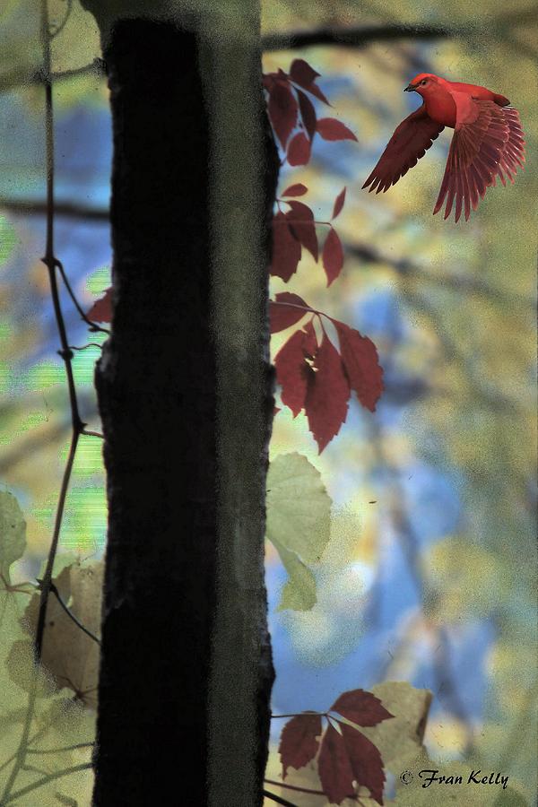 Tree Photograph - Tree and Red Bird by Fran Kelly